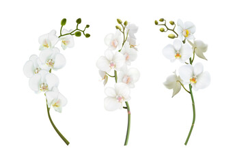 3d realistic vector illustration. Set of beautiful white orchid stems. Isolated on white background.