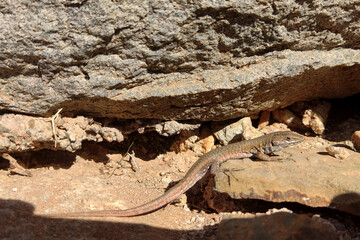 lizard in barranco de las pe&ntilde;itas on fuerteventura, canary islands