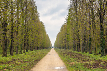 Alley of trees in The Eszterhaza castle park in Fertod, Hungary, Europe.