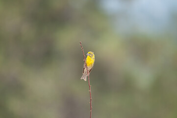 Male European Serin (Serinus serinus) standing on a branch.