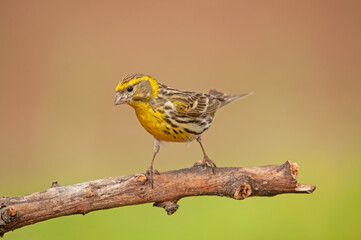Male European Serin (Serinus serinus) standing on a branch.