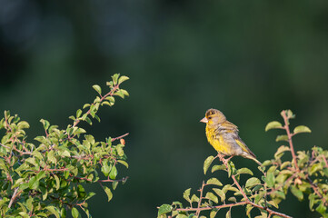 European Greenfinch (Chloris chloris) on a branch with green leaves. Green background.