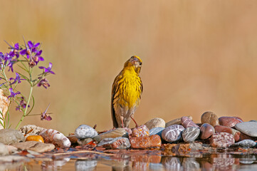 European Serin (Serinus serinus) drinking from the fountain.