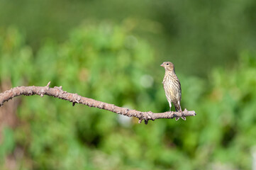 Female European Serin (Serinus serinus) standing on a branch.