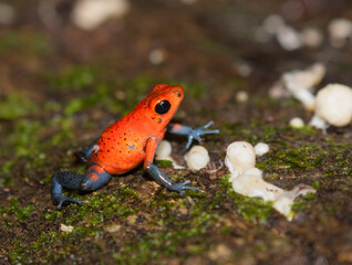 The strawberry poison frog (Oophaga pumilio), La Selva Biological Station, Costa-Rica