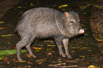 The collared peccary at tropical forest, Costa Rica, Central America