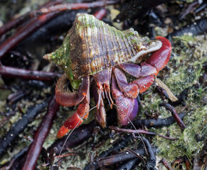 Caribbean hermit crab running on palm tree roots, Costa Rica