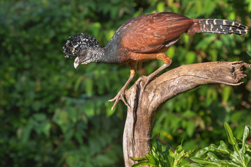 Female Great Curassow (Crax rubra) at La Laguna del Lagarto Lodge, Boca Tapada, San Carlos, Costa Rica
