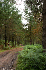 Fototapeta na wymiar Winding road through the forest in Galicia