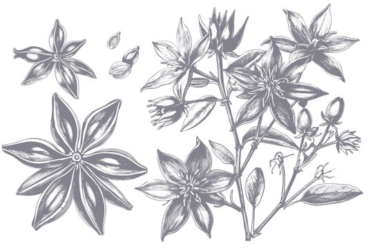 Star anise pods and plant hand drawn illustration or botanical sketch, vector ink pen drawing. Star anise spice or herb seasoning, plant and dried seed pods in hand drawn sketch