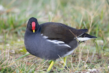 gallinella d'acqua