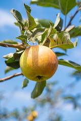 Close up view of green apple on a tree. This variety comes from Batu, East Java, Indonesia. It has green with brownish spot skin and crunchy texture. Selective focus.