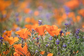 Poppy Field in California, during the Super Bloom in Spring 2023