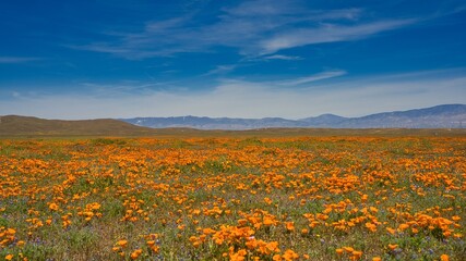 Poppy Field in California, during the Super Bloom in Spring 2023