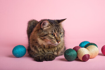 Easter Bunny. Tabby cat with bunny ears and easter eggs on pink background. Funny Easter background.