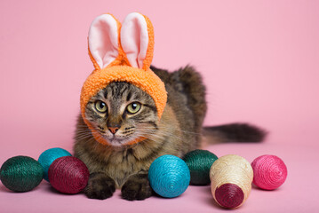 Easter Bunny. Tabby cat with bunny ears and easter eggs on pink background. Funny Easter background.