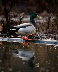 Mallard on a cloudy day