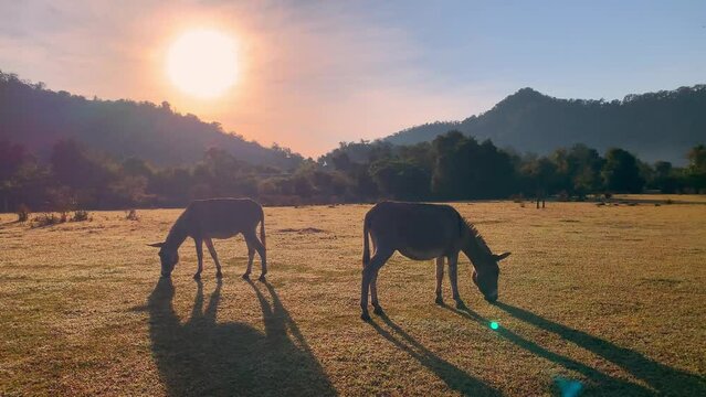 A couple of donkey grazing in the meadow with beautiful sunrise background.