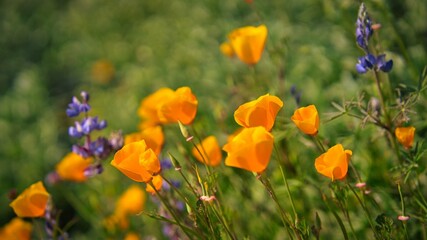 Poppy field in California