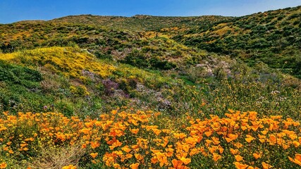 Field of wildflowers in Diamond Lake, California