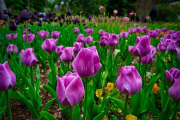 Field of tulips in California