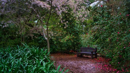 Garden bench under a cherry blossom