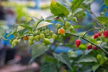 Close up view of chupetinho chili (family of Capsicum Chinense) that has tear-drop shape. Originated from Brazil.