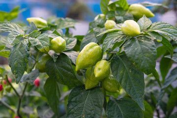 Close up view of unripe Carolina Reaper, the world's hottest chili, growing in a tree. Selective focus