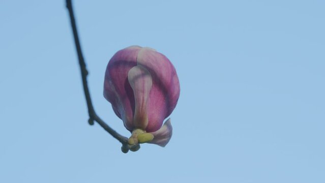 Flowers Magnolia Branch. Pink Magnolia Flowers In The Park In Spring.