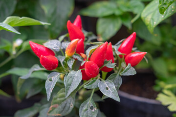 Close up view of purple chili (purple pepper or rainbow chili) plants. Its fruits ripen from dark purple to bright red color. One hot type of chilies. Selective focus, blurry background.