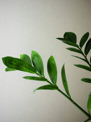 The green leaves on a wall