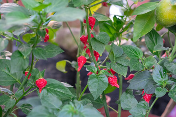 Close up view of chupetinho chili (family of Capsicum Chinense) that has tear-drop shape. Originated from Brazil.