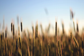 Obraz premium wheat field at sunset