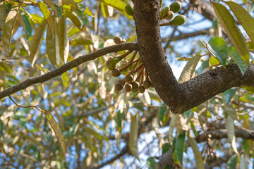Lots of Durian, king of fruits, buds growing on a tree.
