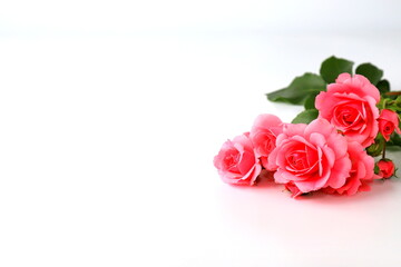 Beautiful red rose flowers on white background, bouquet, isolated. Blooming romantic pink roses - symbol of love and celebration. Happy Valentine day, women day