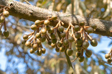 Lots of Durian, king of fruits, buds growing on a tree.