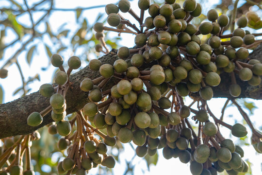 Lots of Durian, king of fruits, buds growing on a tree.