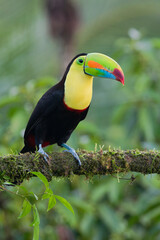 Keel-billed Toucan (Ramphastos sulfuratus) close up, Boca Tapada, Costa Rica