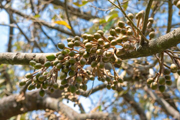 Lots of Durian, king of fruits, buds growing on a tree.