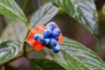 Palicourea tomentosa or Psychotria poeppigiana, sore-mouth bush with fruits at Laguna Del Lagarto Lodge, Costa Rica
