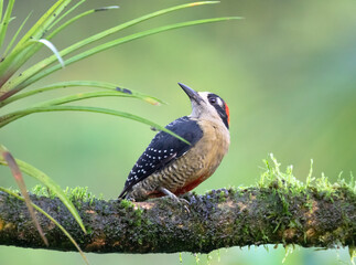 Black-cheeked Woodpecker (Melanerpes pucherani), Costa Rica