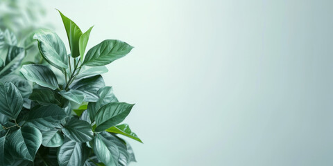 Healthy green houseplant at the side of a banner, leaving a large copy space.