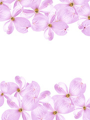 Beautiful soft pink dogwood flowers isolated on a white background. Festive floral background. Copy space. top view