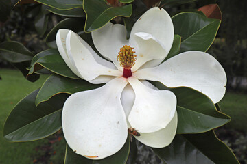 Flower and leaves of the southern magnolia