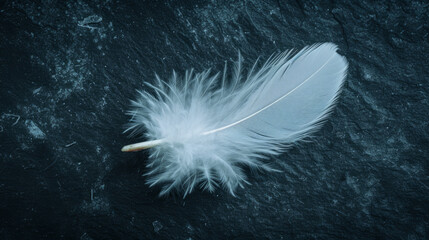 Obraz premium Minimalist photo of a feather on a dark background.