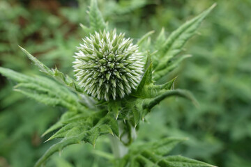 Closeup on an emerging flowerhead of the blue southern globethistle wildflower, Echinops ritro