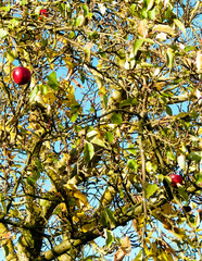 Autumn in Poland - last red apples on tree.