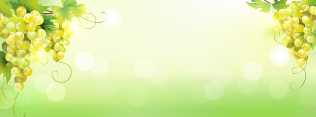 Fototapeta na wymiar Clusters of ripe white grape on sunny background. Template for web banner. Vector illustration. 