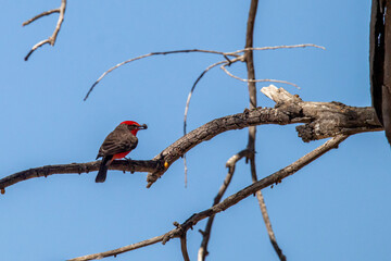 atrapamoscas pecho rojo (Pyrocephalus rubinus)