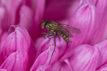 fly on pink flower